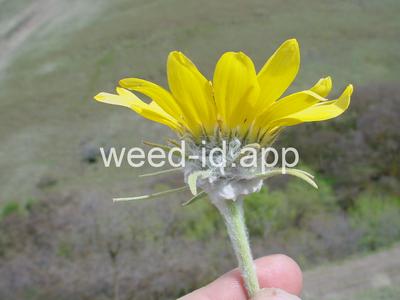 balsamroot, arrowleaf