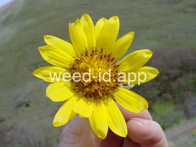 balsamroot, arrowleaf
