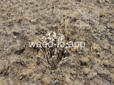 balsamroot, arrowleaf