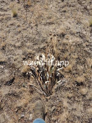 balsamroot, arrowleaf
