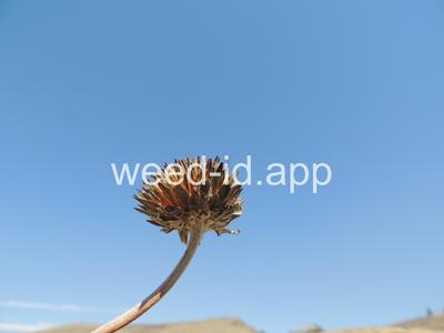 balsamroot, arrowleaf