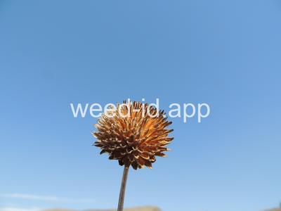 balsamroot, arrowleaf