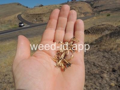 balsamroot, arrowleaf