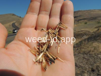 balsamroot, arrowleaf