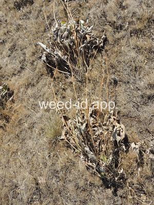 balsamroot, arrowleaf