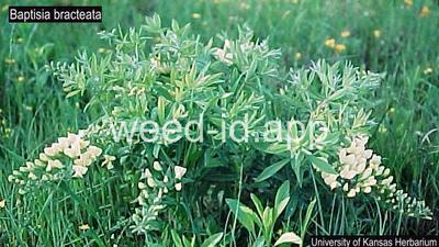 wild-indigo, plains