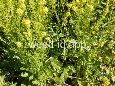 wintercress, early