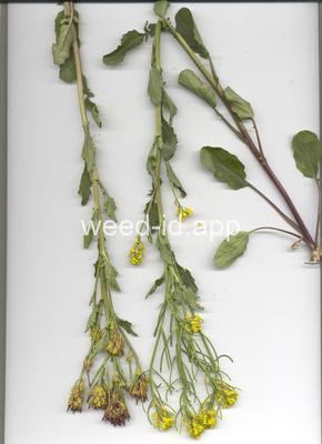 wintercress, early