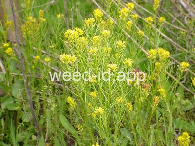 wintercress, early