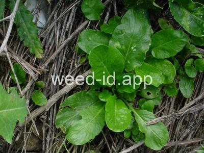 wintercress, early