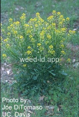 wintercress