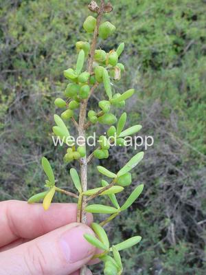 Batis maritima