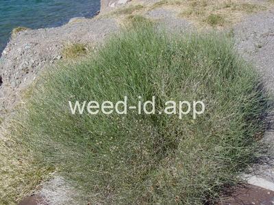 Bebbia juncea