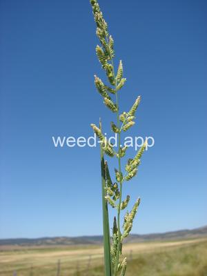 Beckmannia syzigachne