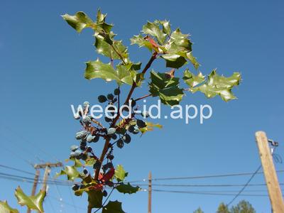 Berberis aquifolium
