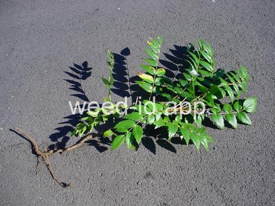 Berberis nervosa