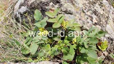 Berberis repens