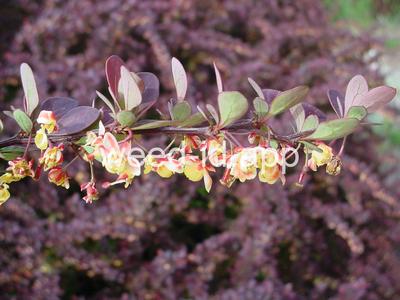 barberry, Japanese