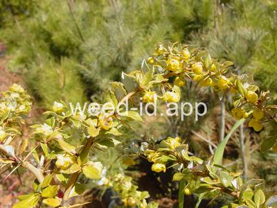 Berberis verruculosa