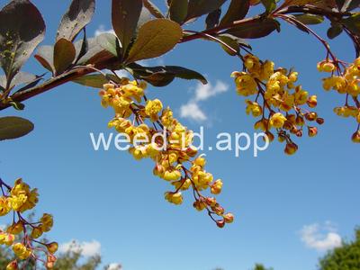 barberry, European
