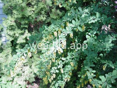 barberry, European