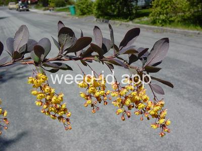barberry, European