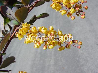 barberry, European