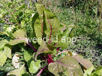 Beta vulgaris