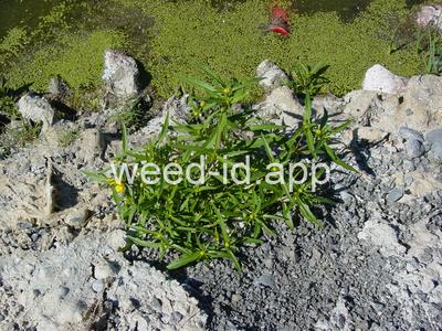 beggarticks, nodding