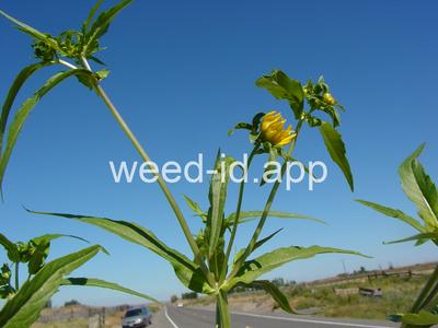 beggarticks, nodding