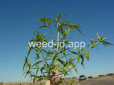 beggarticks, nodding