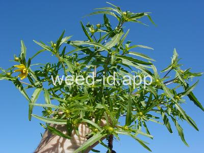 beggarticks, nodding