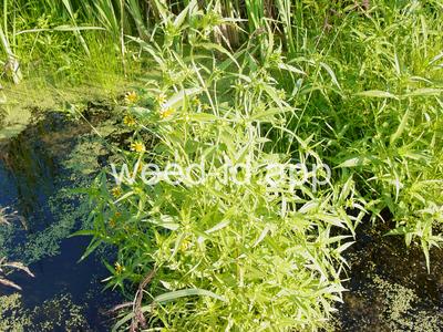 beggarticks, nodding