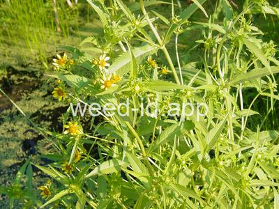 beggarticks, nodding