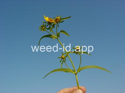 beggarticks, nodding