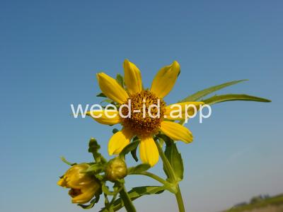 beggarticks, nodding