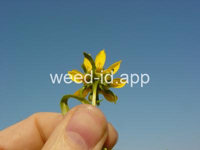 beggarticks, nodding