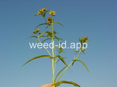 beggarticks, nodding