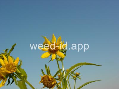 beggarticks, nodding