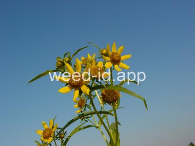 beggarticks, nodding