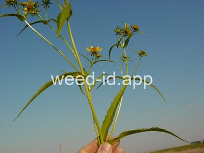 beggarticks, nodding