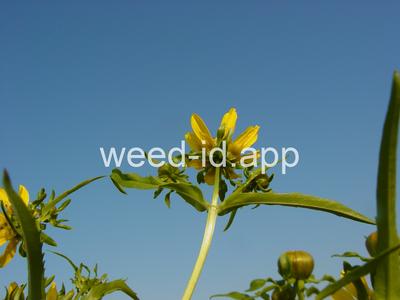 beggarticks, nodding