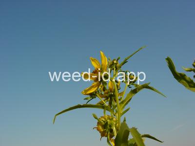 beggarticks, nodding