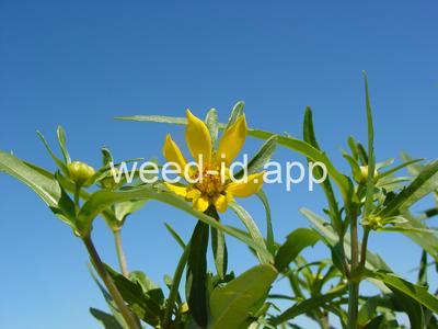 beggarticks, nodding