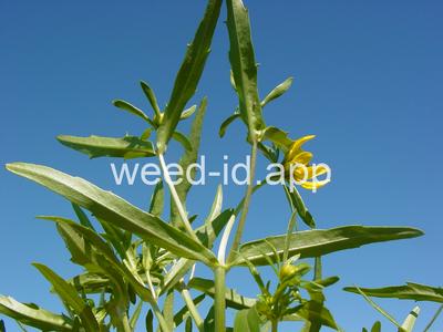 beggarticks, nodding