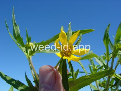 beggarticks, nodding