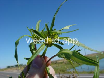 beggarticks, nodding