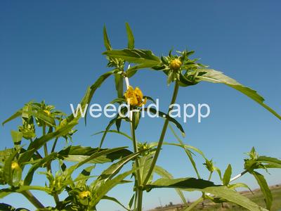 beggarticks, nodding