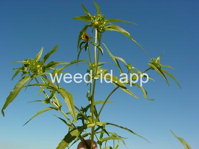 beggarticks, nodding