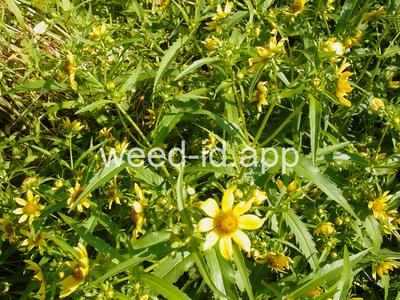 beggarticks, nodding